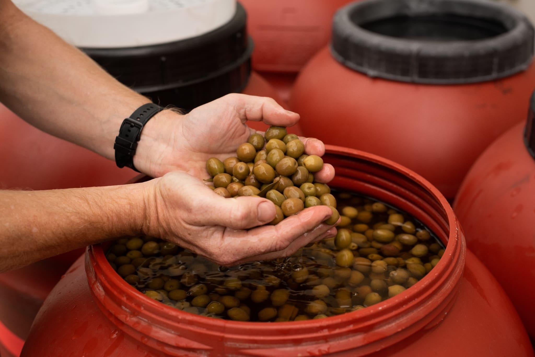 Premium olives from Victoria's rugged west.